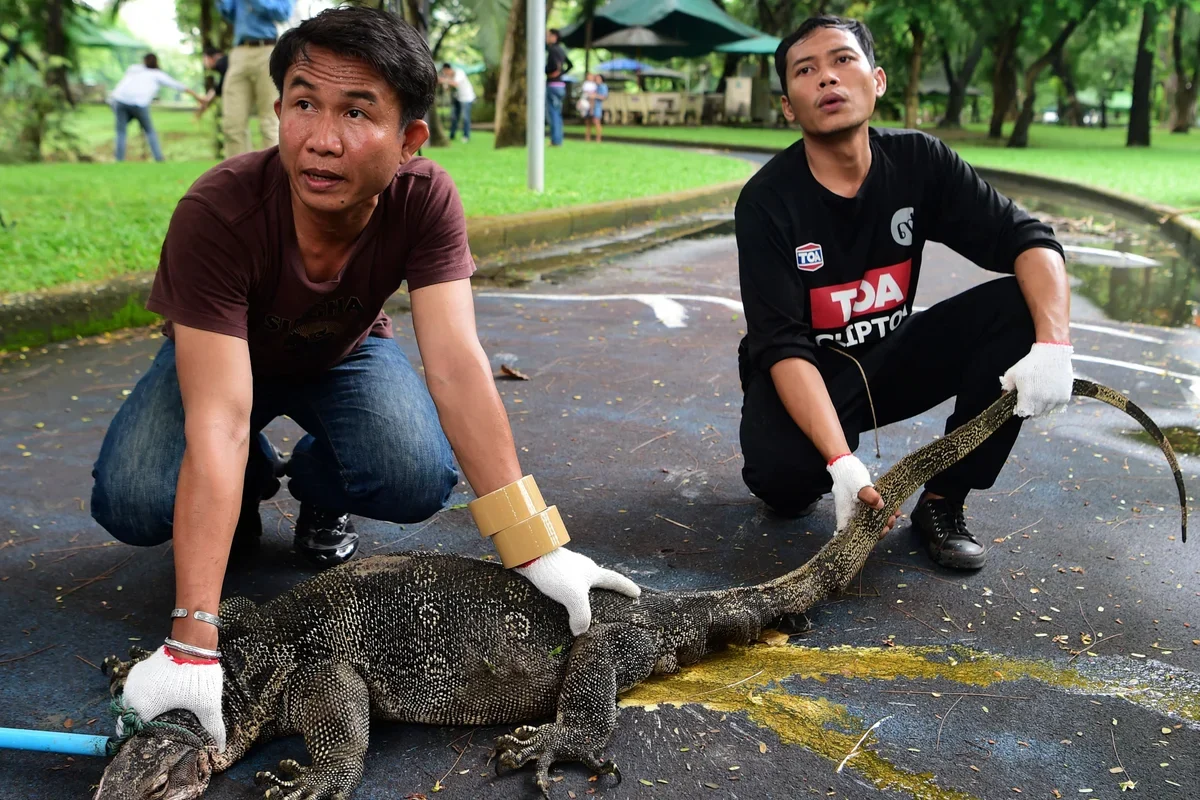 monitor-lizard