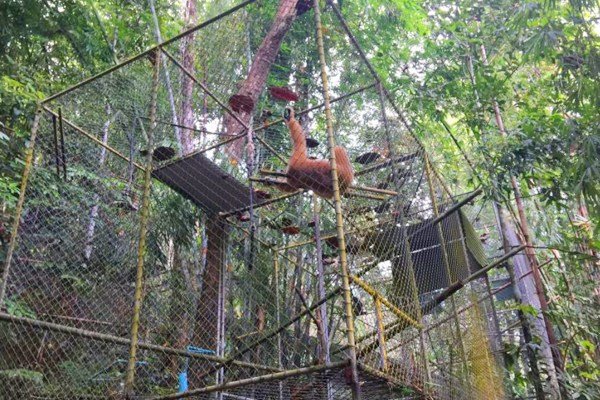 Gibbon Rehabilitation Project Gibbon Rehabilitation Project