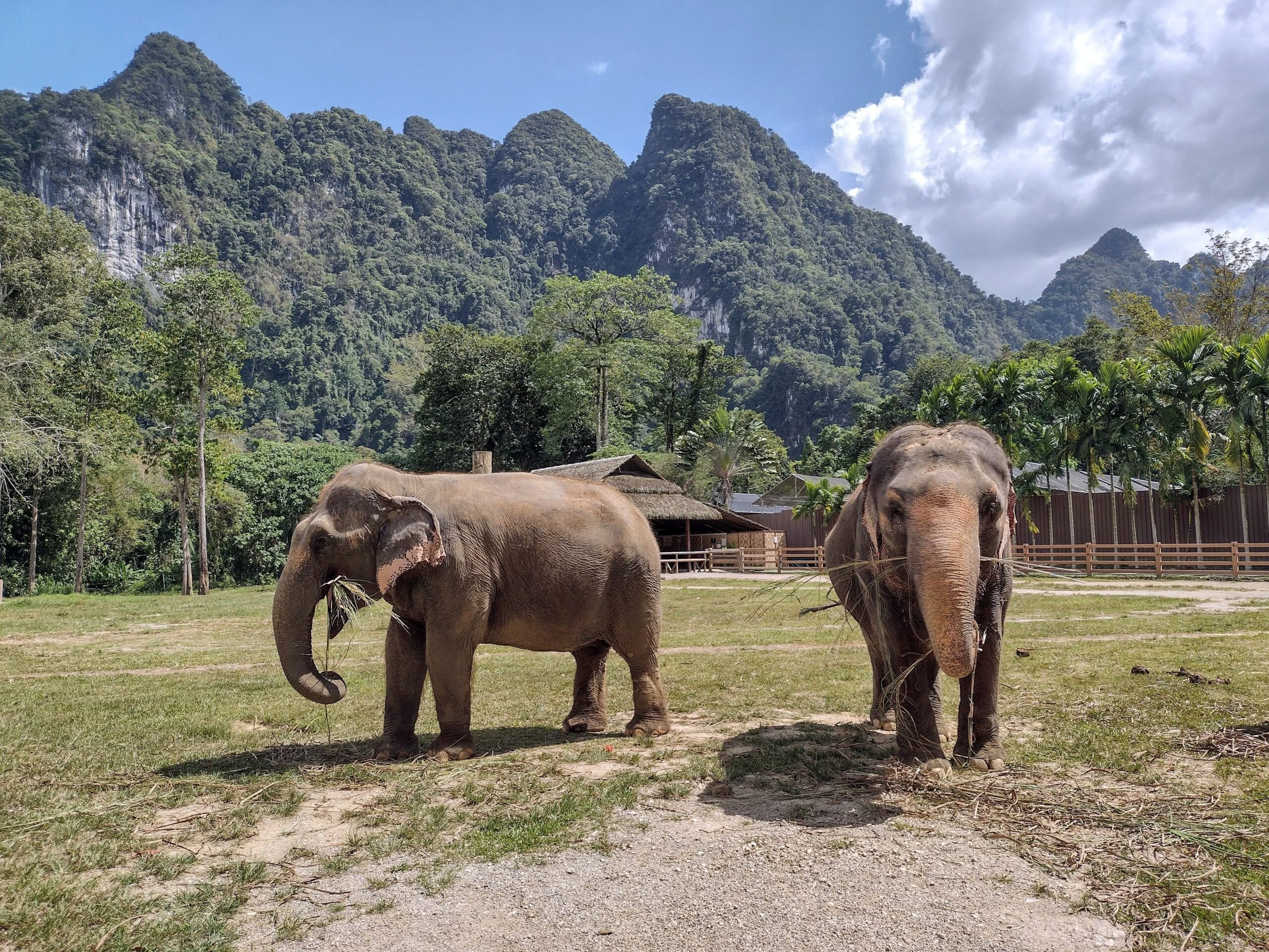 Elephant Sanctuary Elephant Sanctuary